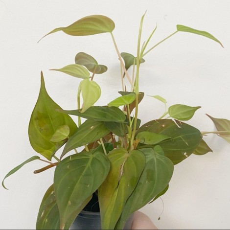 Philodendron Mican