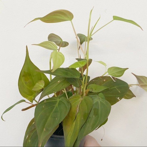 Philodendron Mican