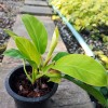 Philodendron Moonlight