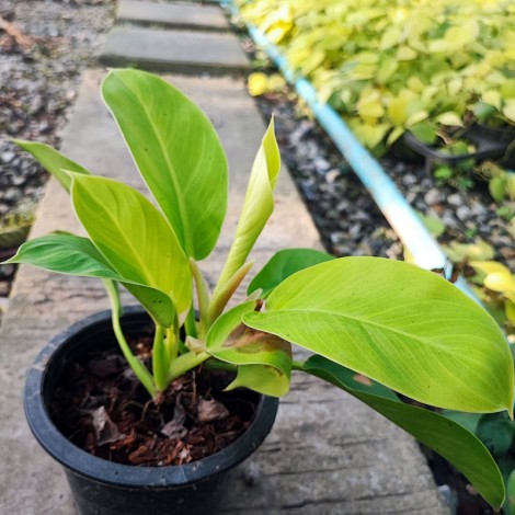 Philodendron Moonlight