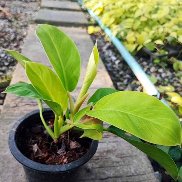 Philodendron Moonlight