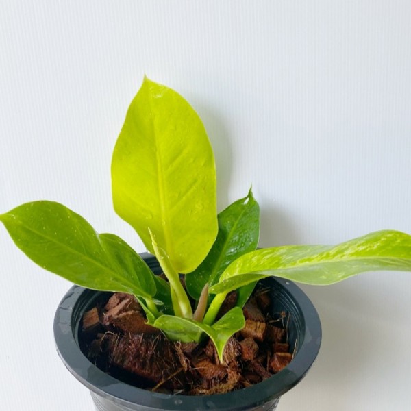 Philodendron Moonlight Variegated