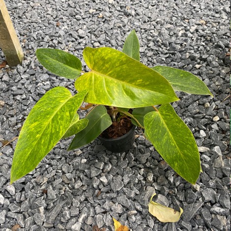 Philodendron Painted Lady