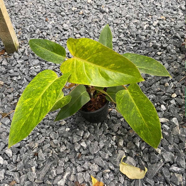 Philodendron Painted Lady