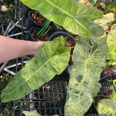 Philodendron Paraiso Verde