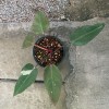Philodendron Pink Princess (Little White)