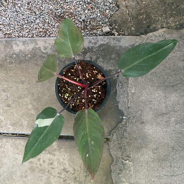 Philodendron Pink Princess (Little White)