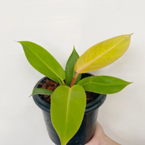 Philodendron Prince of Orange