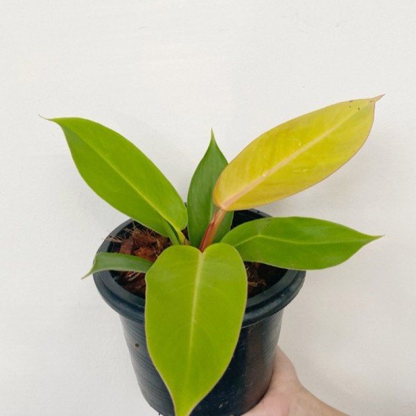 Philodendron Prince of Orange