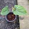 Philodendron Plowmanii