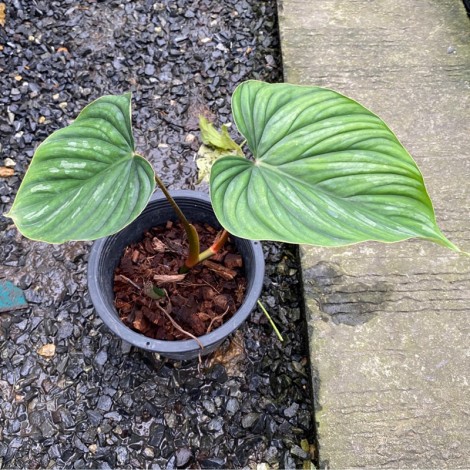Philodendron Plowmanii