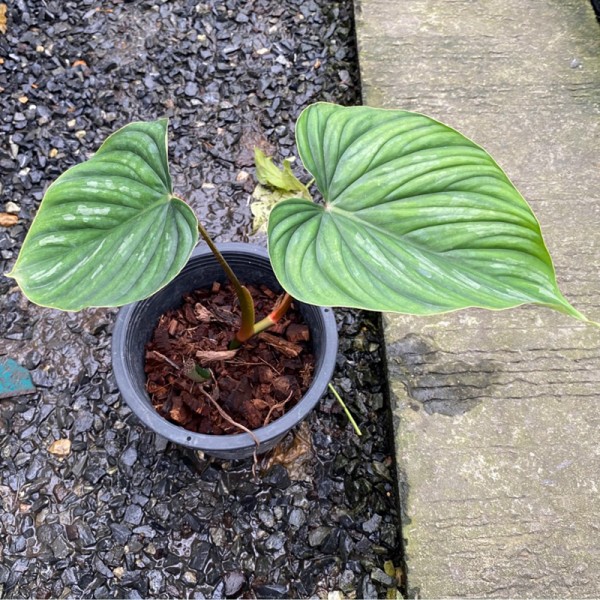 Philodendron Plowmanii