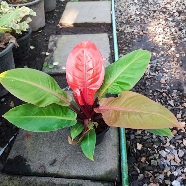 Philodendron Red Cherry