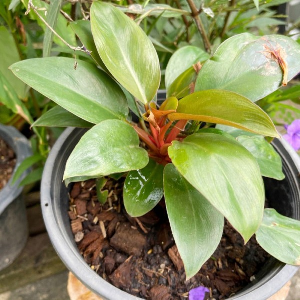 Philodendron Red Congo