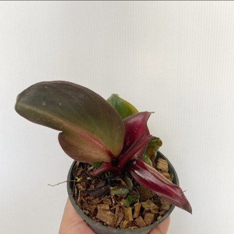 Philodendron Red Heart