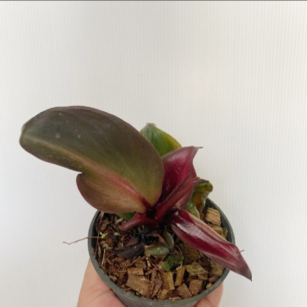 Philodendron Red Heart