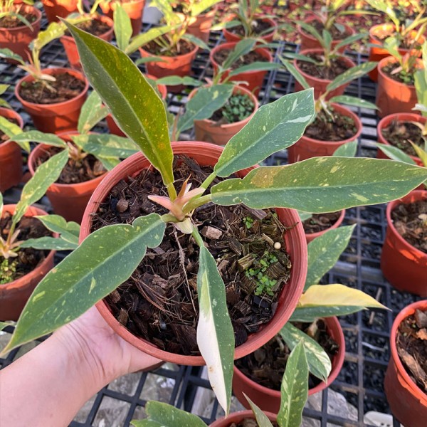 Philodendron Ring Of Fire Variegated