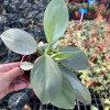 Philodendron Silver Sword