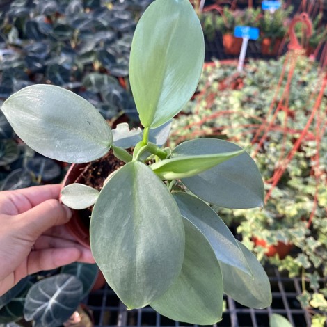 Philodendron Silver Sword