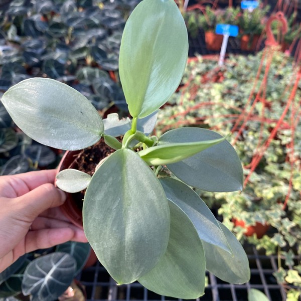 Philodendron Silver Sword