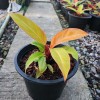 Philodendron Sunlight