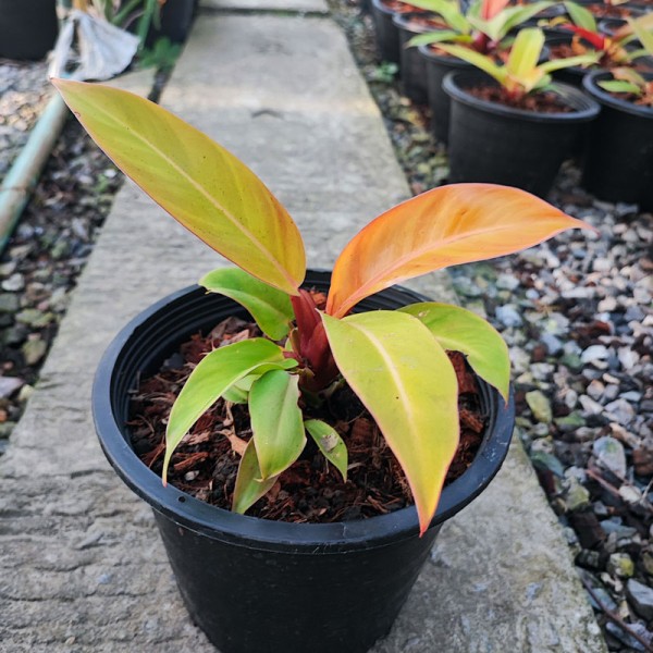 Philodendron Sunlight