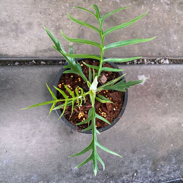 Philodendron Tortum (Small Size)