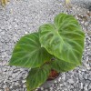 Philodendron Verrucosum