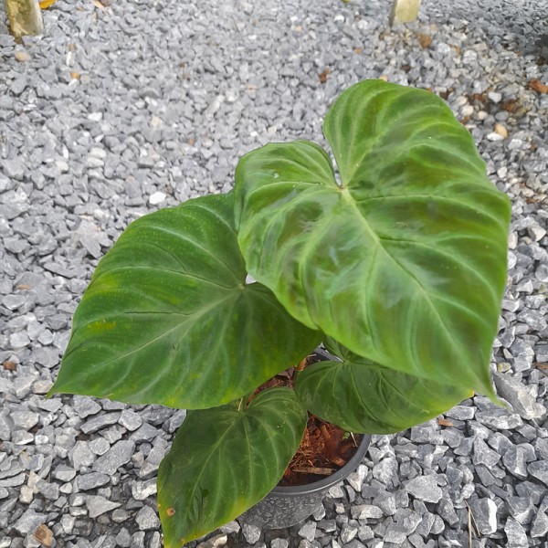 Philodendron Verrucosum