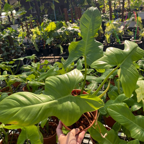 Philodendron Violin