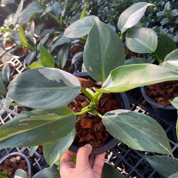 Philodendron White Wizard