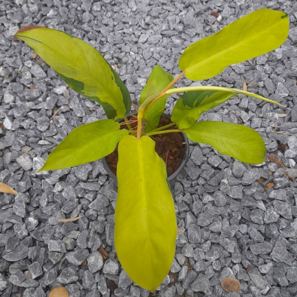 Philodrendron Bipennifolium Golden Violin