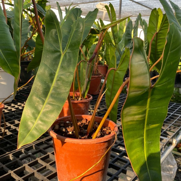 Philodendron Billietiae