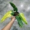 Philodendron Domesticum