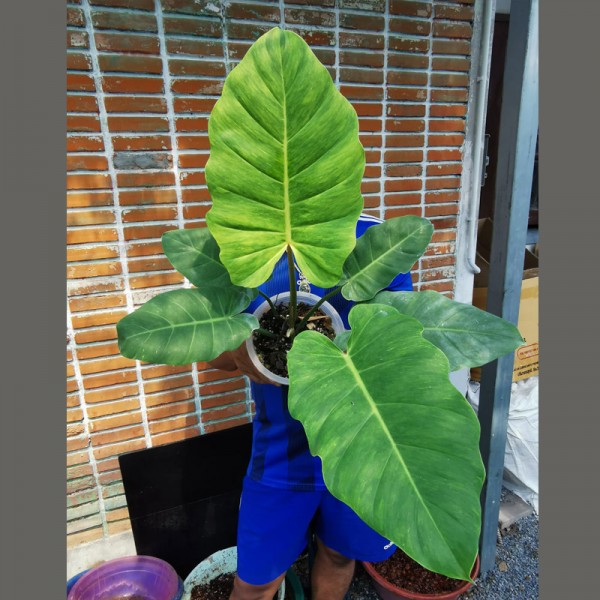 Philodendron Jungle Fever