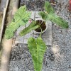 Philodendron Paraiso