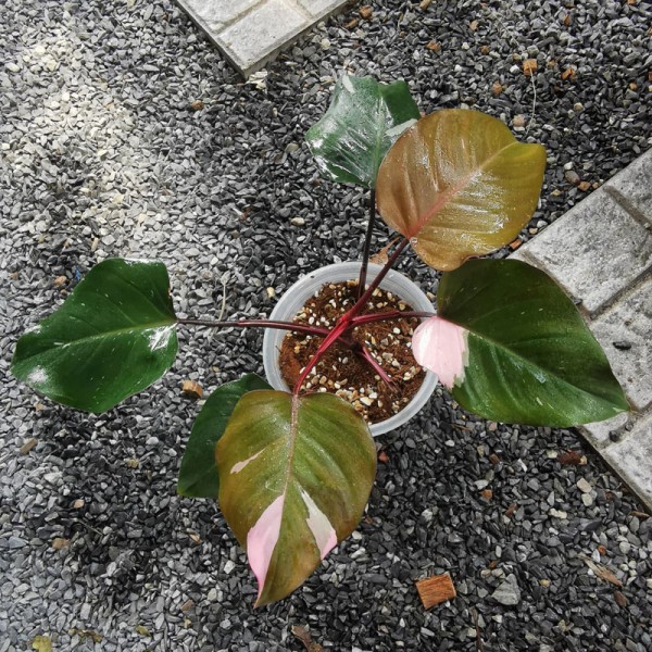 Philodendron Pink Princess