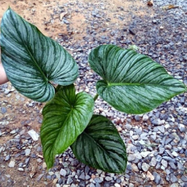 Philodendron Silver Cloud