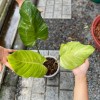 Philodendron Snowdrift
