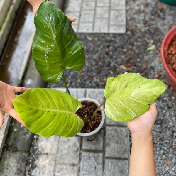 Philodendron Snowdrift