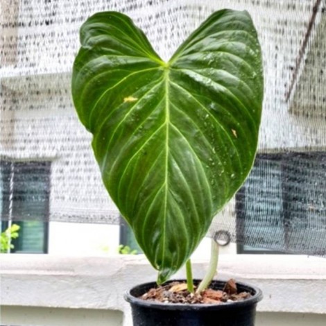 Philodendron Splendid