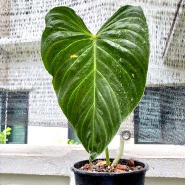 Philodendron Splendid