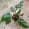 Philodendron White Princess