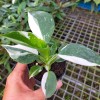 Philodendron White Princess