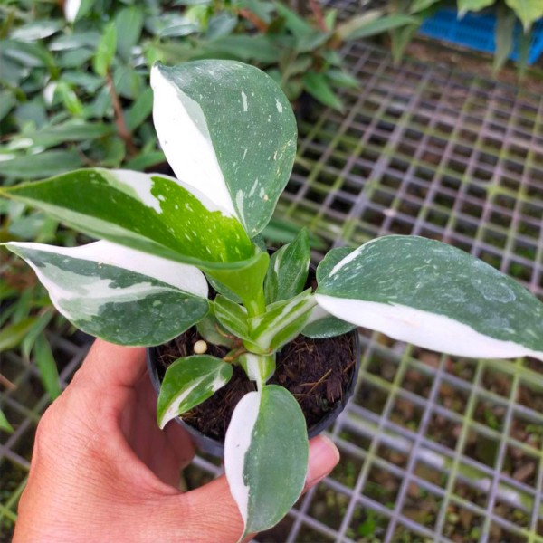 Philodendron White Princess