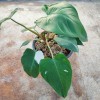 Philodendron White Princess
