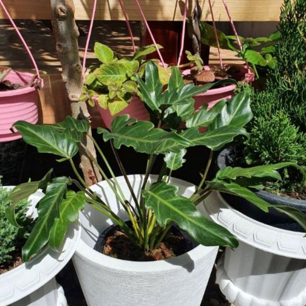 Philodendron Xanadu Crown
