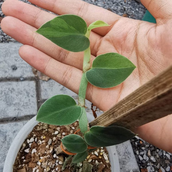 Rhaphidophora Hayi Variegated (Small Size)