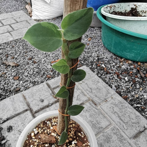 Rhaphidophora Hayi Variegated (Large Size)