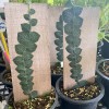 Rhaphidophora Cryptantha
